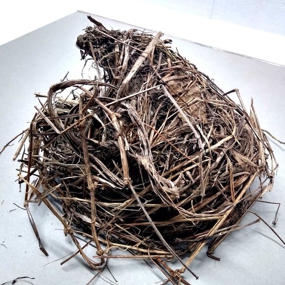 Authentic Natural Bird Nest 2011 Joplin Missouri Tornado Aftermath Unique Rustic - Picture 5 of 8